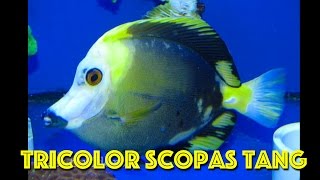 Rare Tricolor Koi Scopas Tang [upl. by Swain308]