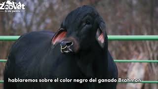 ✅🐮 Los Siete 7 minerales claves para la ganadería bovina [upl. by Hillery]