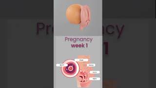 12 weeks fetus baby pregnant babydevelopmentfrom0to12month [upl. by Chasse]