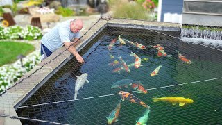 Can You Build a THRIVING Koi Pond in Just 3 Weeks [upl. by Flatto459]