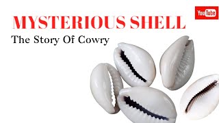 Mysterious Shells The Story Of Cowries [upl. by Abbot225]