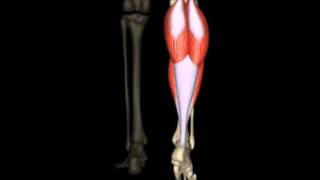 Leg muscle functions  Movimenti dei muscoli della gamba [upl. by Chrystal]