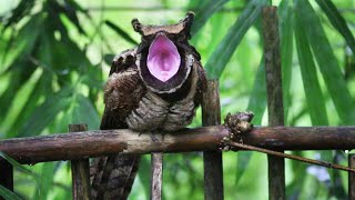 Great Eared Nightjar  দীঘল কাণৰ দিনকণা [upl. by Eyahs282]