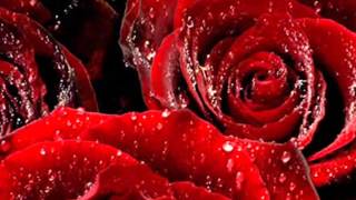 Let Your Life Be That Of A Rose Poem by Sri Babaji Recited by Sarina Damen Spiritual Counsellor [upl. by Enneibaf683]