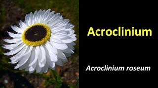 Acroclinium roseum Helipterum roseum  Acroclinium [upl. by Ahsennek]