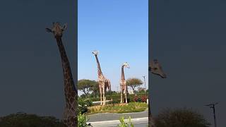 The wild side of Dubai at the Safari Park Dubai 🦊🦁🐘safaripark dubaisafaripark dubaisafari [upl. by Bodwell602]