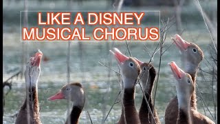 Blackbellied Whistling Ducks NARRATED [upl. by Koeppel]