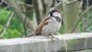 House Sparrow Song [upl. by Darrel]