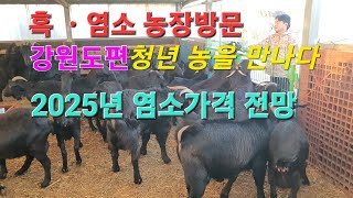 신성티브이염소방송tv염소축사 농장방문 강원도 ☎️ 0105399 9442청년농부 2025년 흑염소 분양 가격 전망 흑염소 염소 분양 염소축사 축사 농장방문 신성 [upl. by Yert]