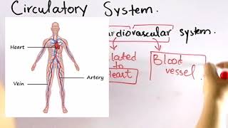 Circulatory system  Systems of the body  General Anatomy  Basic concept building [upl. by Ojyma]