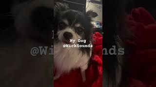 Wicks Dog recordingstudio dogs johnwick guitar WickSounds puppy [upl. by Ecurb77]