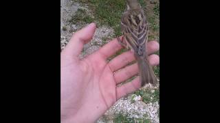 M TIM pušta pticu Vrabac iz teretana  Bird Sparrow release [upl. by Spratt]