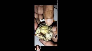 Balut egg embryo well known exotic food I Most of the Philippines viral asmr trending [upl. by Ahsieym317]