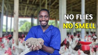 NO SMELL Chicken House  How often should you change the Litter [upl. by Ahel]