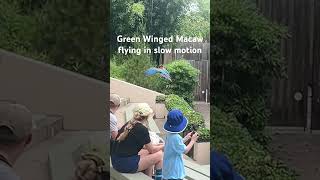 Green Winged Macaw flying in slow motion [upl. by Naharba]