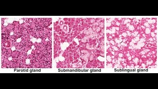 Histological Differences between Major salivary Glands parotid submandibular Sublingual [upl. by Luhe]