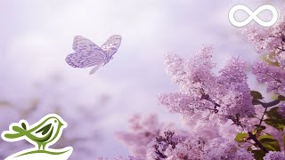 Always Soft Beautiful amp Relaxing Piano Music by Peder B Helland with Nature Photos [upl. by Nyer]