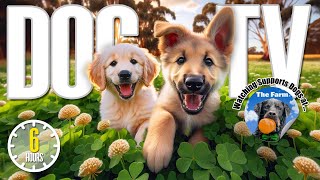 Dog TV for Dogs to Watch 🐶 Entertainment for Dogs 🎵 Relaxing Dog Music amp Anti Anxiety Dog Home Alone [upl. by Vincenta]