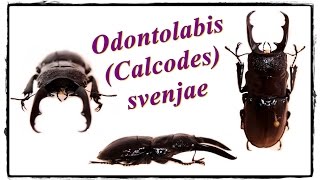 Odontolabis Calcodes svenjae  Präparation  Mounting [upl. by Karney]