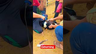 Disbudding dehorning calves shortvideo viral shorts [upl. by Adnylem]