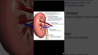 Kidney anatomy medicoknowledge healthcareprofessional formedicalstudentnursingstuden basic💯🧑‍⚕️ [upl. by Waterman706]