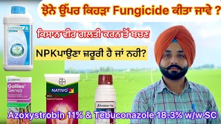 Azoxystrobin 11 amp Tebuconazole 183 ww SC ਝੋਨੇ ਉੱਪਰ ਕਿਹੜੀ ਫੰਗੀਸਾਈਡ ਕੀਤੀ ਜਾਵੇ  khetibadi paddy [upl. by Roselba]