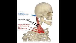 Sternocleidomastoid muscle blood supply and innervation [upl. by Jeremias411]