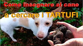 Come insegnare al cane a cercare i tartufi [upl. by Ishmael283]