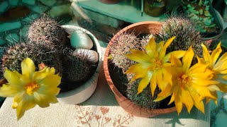 fishhook cactus flower mammillaria spaerica cactusbloom trending cactuslover viralvideo [upl. by Reklaw]