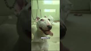 😳YOU WONT BELIEVE WHAT HAPPEND TO HIM🐶😱 [upl. by Vaden]