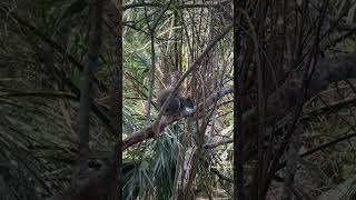 Squirrels just squirreling around wildlife squirrel [upl. by Ainerbas605]