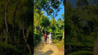 tea garden in Sylhet bestmoments travel bestreel mountains besttoursandtravels public camping [upl. by Ocnarfnaig213]