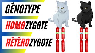 Questce quun homozygote et un hétérozygote Comment écrire le génotype et le phénotype [upl. by Ritz]