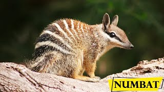 Numbat  Facts About The Small Marsupial Banded Anteater [upl. by Chiou]