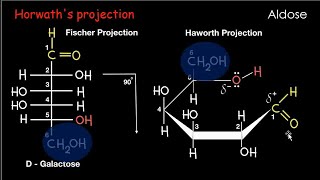 Carbohydrates Haworth projection [upl. by Ute]