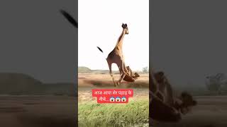 viralvideo funny giraffe Ne Le Li Chita ki Jaan shorts [upl. by Enner]