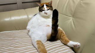 CATS make us LAUGH ALL THE TIME 😹 Ultra FUNNY CAT videos 2024 [upl. by Sturrock]