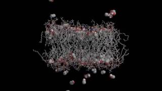 Ethanol interacting with a membrane [upl. by Airun]