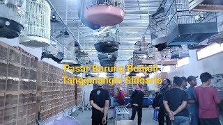 Update stok burung di pasar burung bonjoli harga terjangkau [upl. by Jegar]