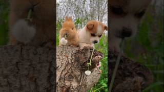 My Pets Story Eps 76 dog shorts pets puppy funny cute animals [upl. by Airdnalahs]