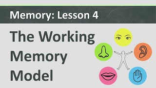 Memory L4  The Working Memory Model [upl. by Yesdnik]