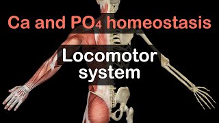 Calcium and Phosphate homeostasis [upl. by Aicirpac646]