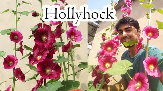 How to grow Hollyhock from seeds   With full update [upl. by Evans]