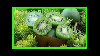 Wenig bekannte kleine Schwester der Kiwi So gesund sind die MiniKiwibeeren [upl. by Alicec936]