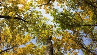 Jahresverlauf im Wald  Trailer Schulfilm Biologie [upl. by Adnalohs720]