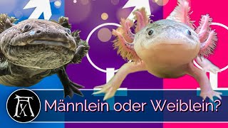 Axolotl Geschlechtsbestimmung So erkennst du WEN du da vor dir hast [upl. by Colis]