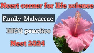 Plant Family Malvaceae New Plant families added in NEET2024 MCQ practice NEET BIOLOGY [upl. by Ecirad]