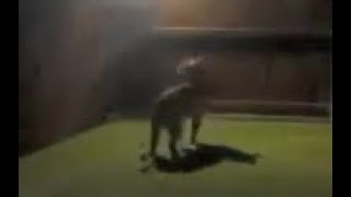 Mountain Lion Caught on Camera in Texas Backyard [upl. by Lassiter222]