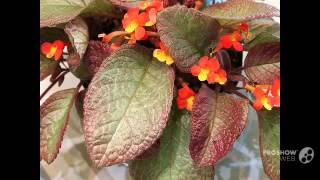 Episcia  garden plants [upl. by Ennahgiel150]