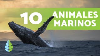 ¿Qué ANIMALES viven EN EL MAR 🌊 10 Ejemplos y Curiosidades [upl. by Eardnoed]